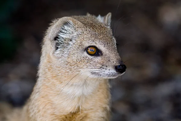 Close Mongoose Amarela — Fotografia de Stock