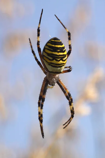 Gros Plan Bug Nature Sauvage — Photo