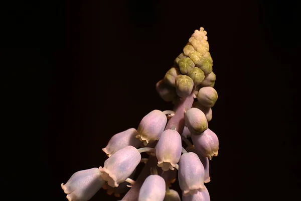 Mooi Botanisch Schot Natuurlijk Behang — Stockfoto