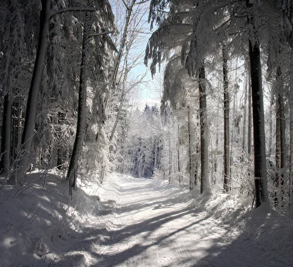 Magia Invierno Naturaleza Cubierta Nieve — Foto de Stock
