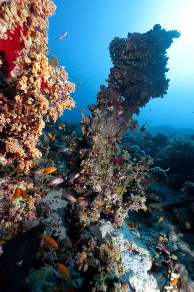 Óceán Korall Halak — Stock Fotó