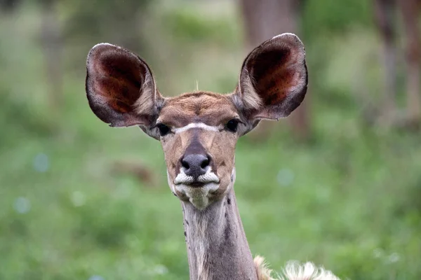 Kudu Antilopen Dieren Het Wild Natuur Fauna — Stockfoto