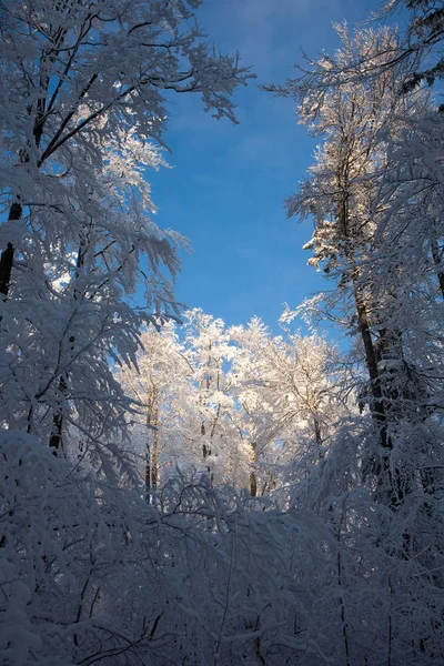 Flora Wild Forest Daytime — Stock Photo, Image