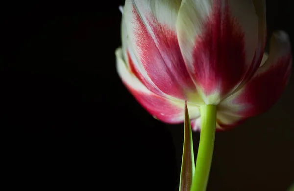 Fleurs Tulipes Flore Printemps — Photo