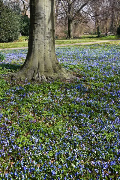 Blue Flower Tapestry Spring — Stock Photo, Image