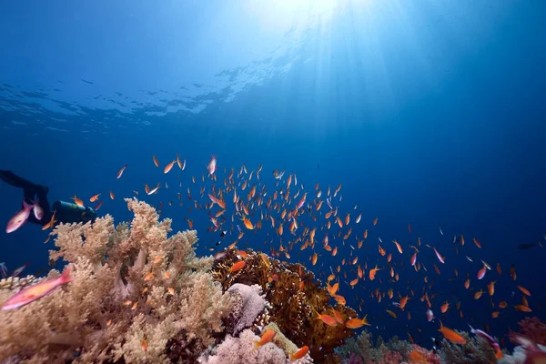 Ozean Korallen Und Fische — Stockfoto