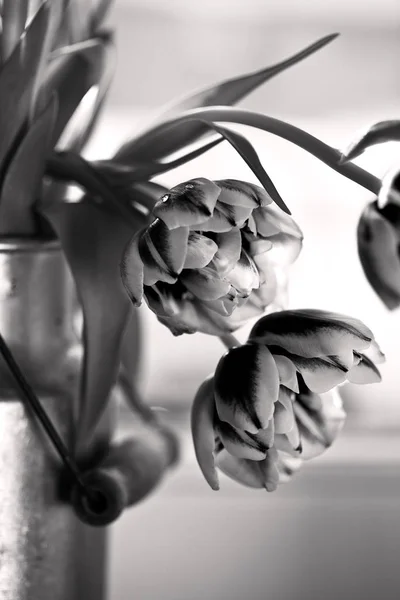 Tulipes Dans Une Vieille Boîte Lait — Photo