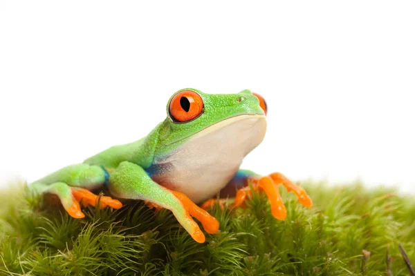 Sapo Musgo Isolado Branco — Fotografia de Stock