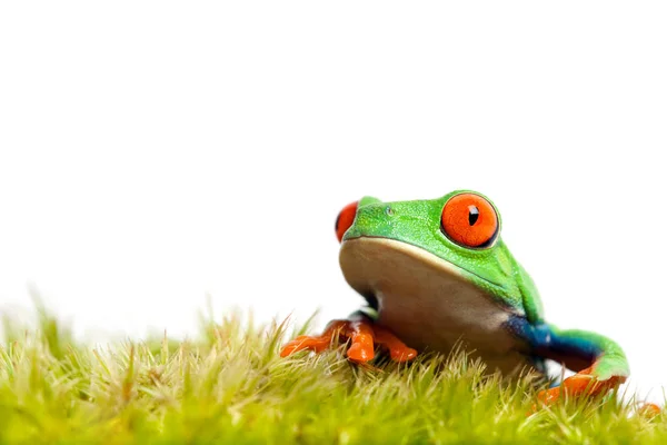 Grön Groda Groddjur Fauna — Stockfoto