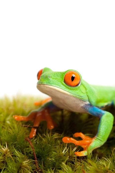 Sapo Musgo Isolado Branco — Fotografia de Stock