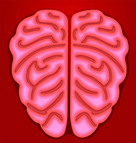 Mänsklig Hjärna Tänkande Organ — Stockfoto