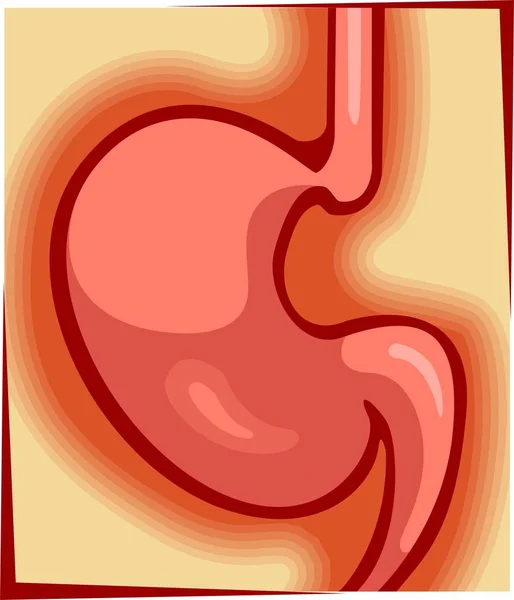 人間の胃 — ストック写真