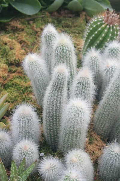 Cactus Plant Botanical Plant Thorns — Stock Photo, Image
