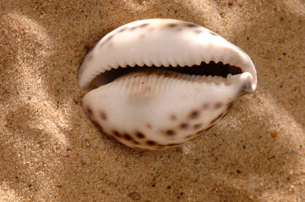 Conchas Marinhas Conchas Marinhas — Fotografia de Stock