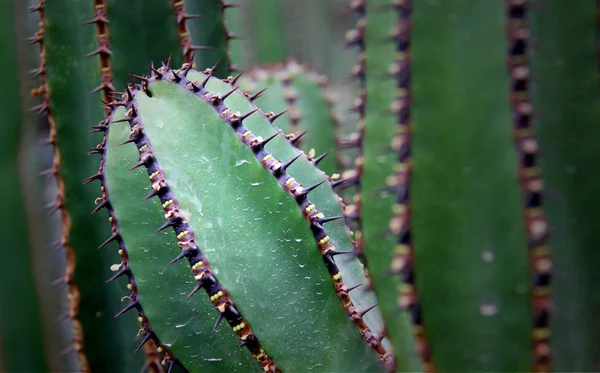 Kalahari Spurge Euforia Kandelabra Smukła — Zdjęcie stockowe