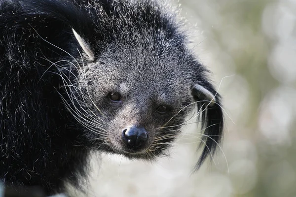 Portrait Binturong Avec Gros Chuchotements — Photo