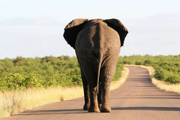 大きなアフリカゾウが道路を歩いている — ストック写真