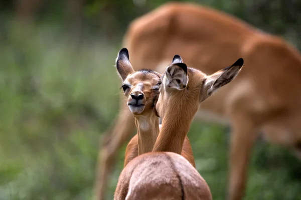 Impala Jovem Limpando Uns Aos Outros — Fotografia de Stock