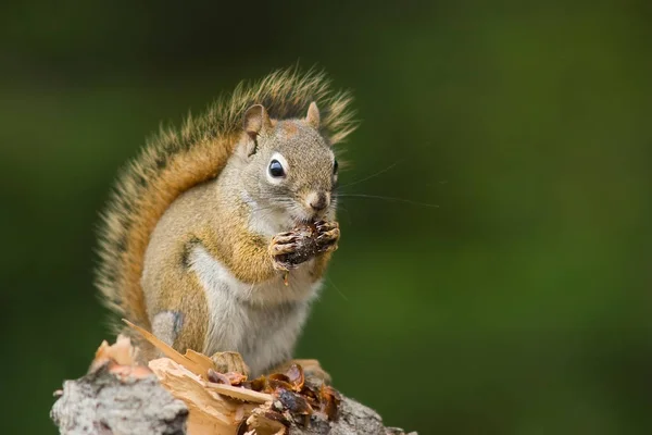 Fluffy Squirrel Animal Rodent — Stock Photo, Image