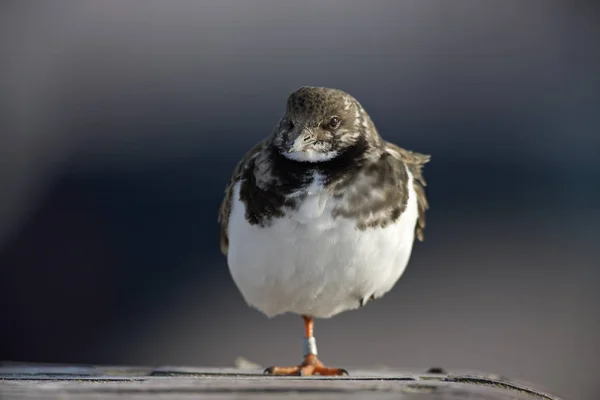 絵に描いた鳥のテーマは — ストック写真