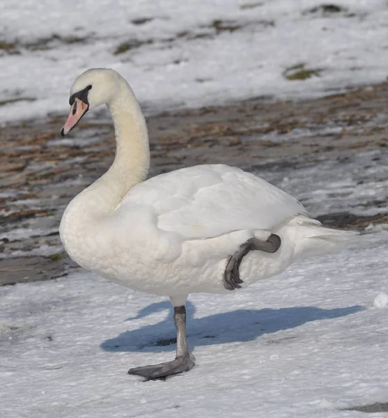 Pássaro Cisne Animais Selvagens — Fotografia de Stock