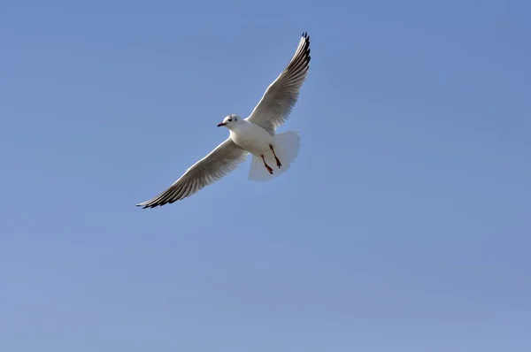 Malowniczy Widok Piękne Ptaki Mewy Przyrodzie — Zdjęcie stockowe