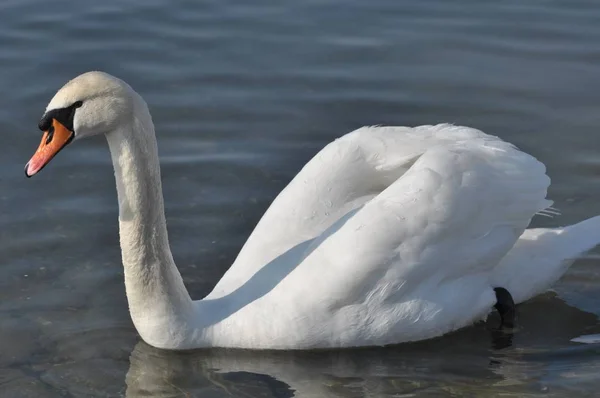 Vacker Utsikt Över Vacker Fågel Naturen — Stockfoto