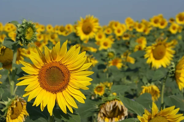 Tournesol Vue Rapprochée — Photo