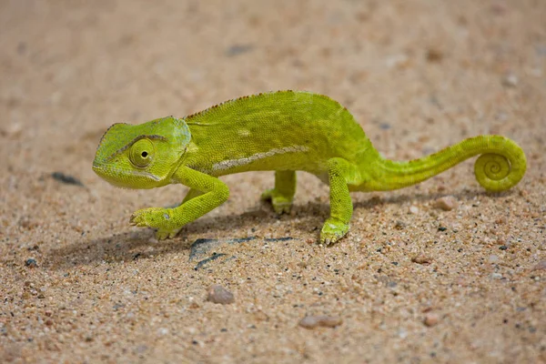 变色龙动物 热带蜥蜴爬行动物 — 图库照片