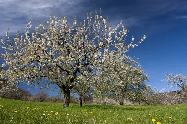 Blommande Körsbärsträd Blommande Blommor — Stockfoto
