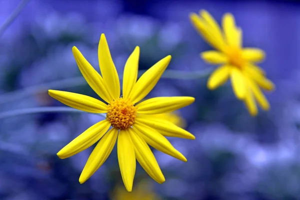 Zlatý Margarit Nebo Žlutý Keř Margerit Nebo Graub Leehr Euryops — Stock fotografie