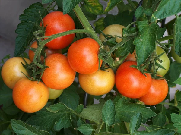 Tomates Arbusto — Fotografia de Stock