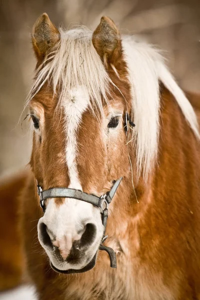 Bonito Cavalo Selvagem Natureza — Fotografia de Stock