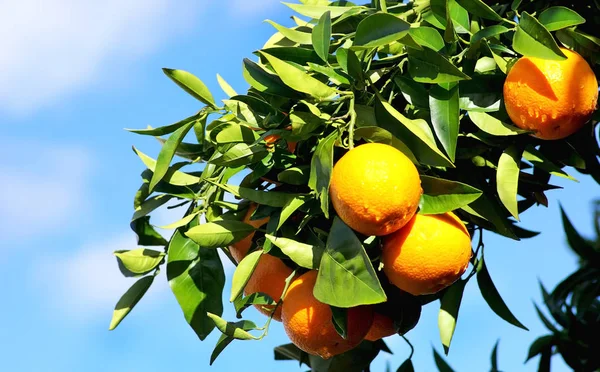 Naranjo Planta Frutal — Foto de Stock