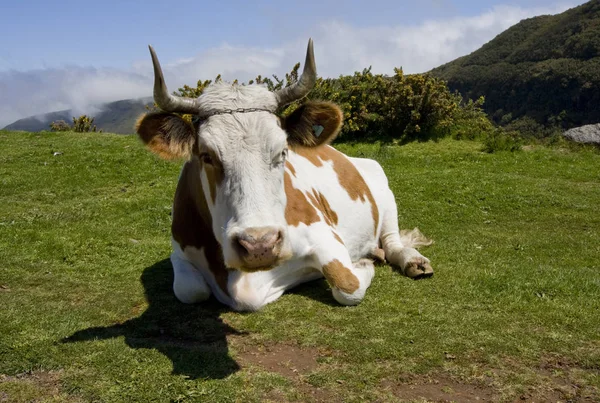 Vaca Está Pastagem Montanha — Fotografia de Stock