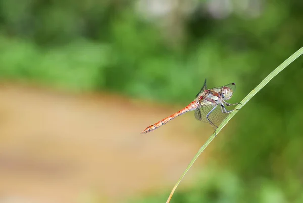 Natuurinsect Met Vleugels Natuurinsect — Stockfoto