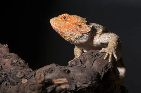 Dragão Barbudo Lagarto Exótico Reptiliano — Fotografia de Stock