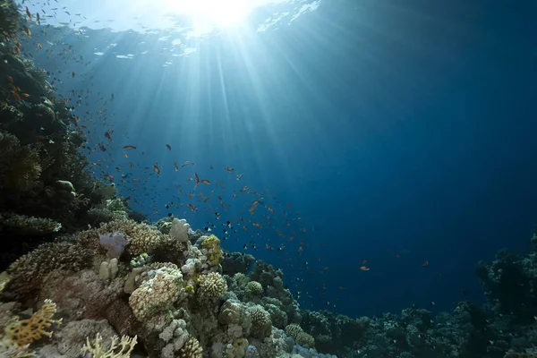 Diver Ocean Fish — Stock Photo, Image