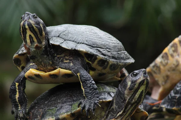 Exotische Schildpad Dier Natuur Fauna — Stockfoto