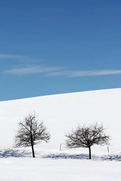 Alberi Mele Sole Inverno — Foto Stock