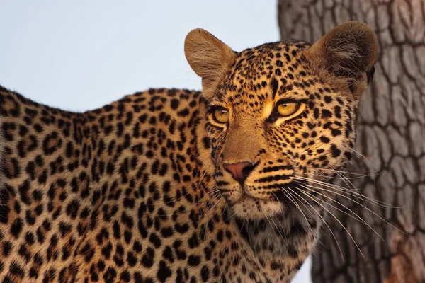 Gepardenkatze Leopard Tier Wildkatze — Stockfoto