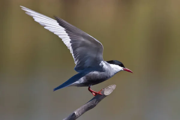 自然界の美しい鳥の風景 — ストック写真