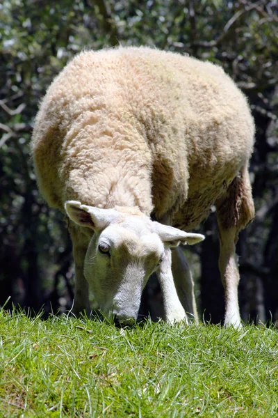 牧草地で家畜の羊を — ストック写真