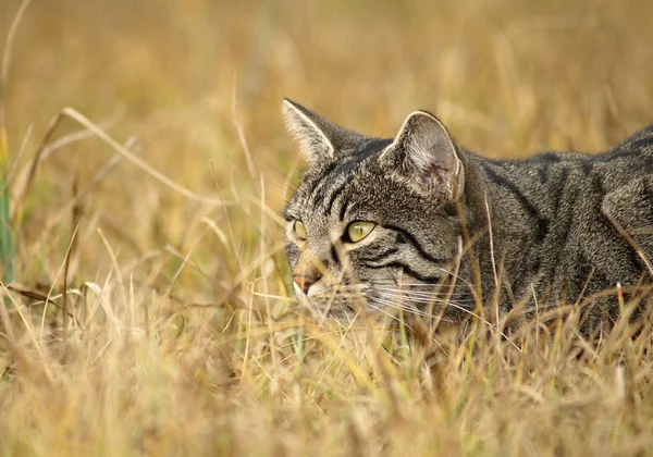 Porträtt Söt Katt — Stockfoto