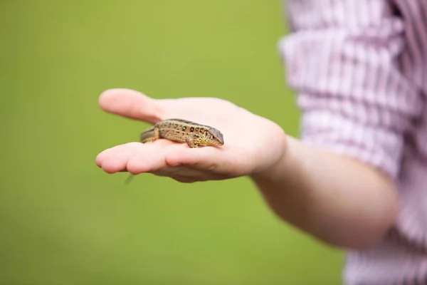 Gecko Captured Boy Nature — Stock Photo, Image