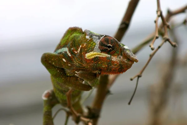 Réptil Lagarto Exótico Camaleão — Fotografia de Stock