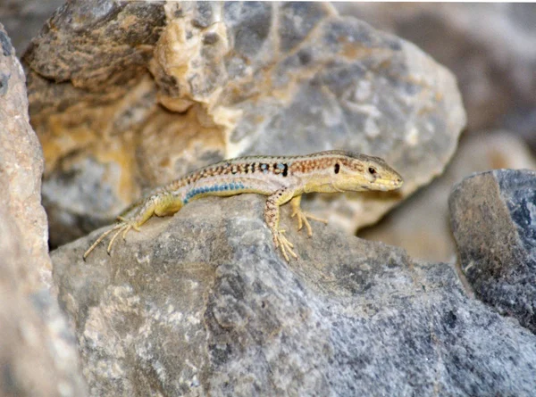 Salamandra Animal Reptiles Lagarto —  Fotos de Stock