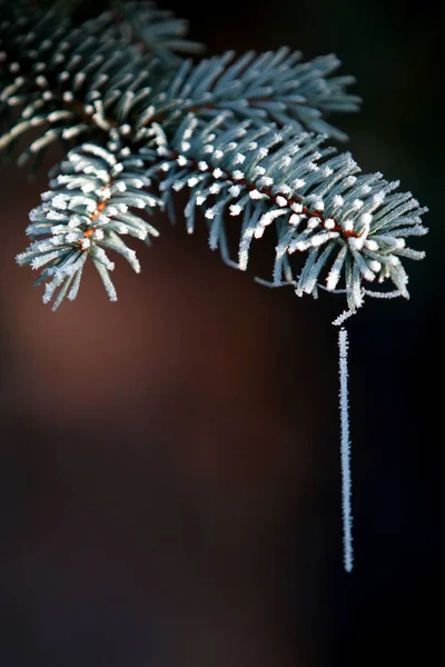 Toutes Les Photos Cette Série Ont Été Prises Novembre Partir — Photo