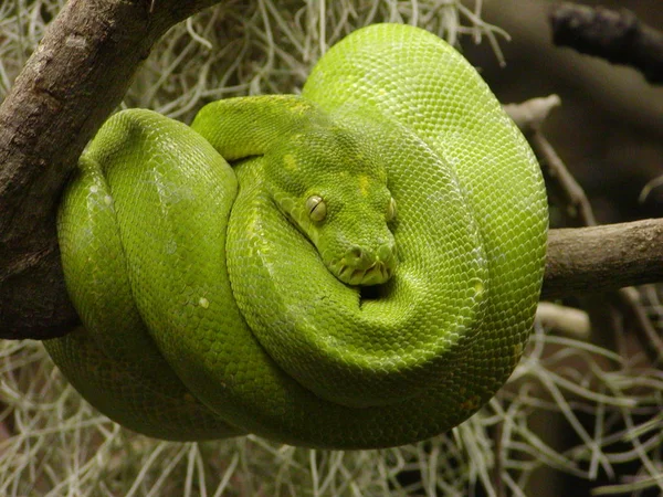 雄大な野生のパイソンヘビの眺め — ストック写真