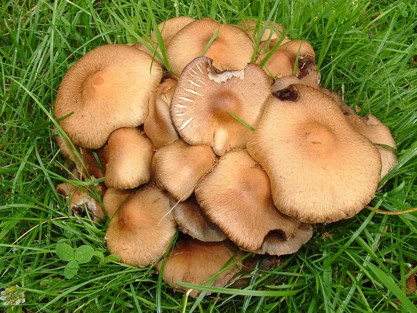 Culture Champignons Dans Forêt Fond Nature — Photo